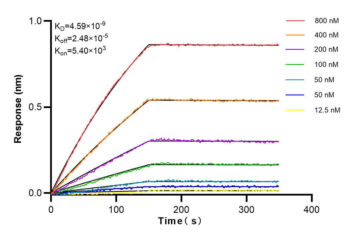 Affinity and Kinetic Characterization of 81691-2-RR