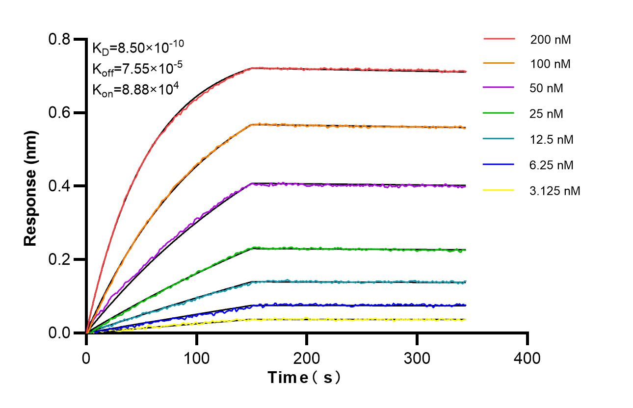 Biolayer interferometry (BLl) kinetic assays of 81789-4-RR against Human BAX were performed. The affinity constant is 0.85 nM. Affinity of 81789-4-RR