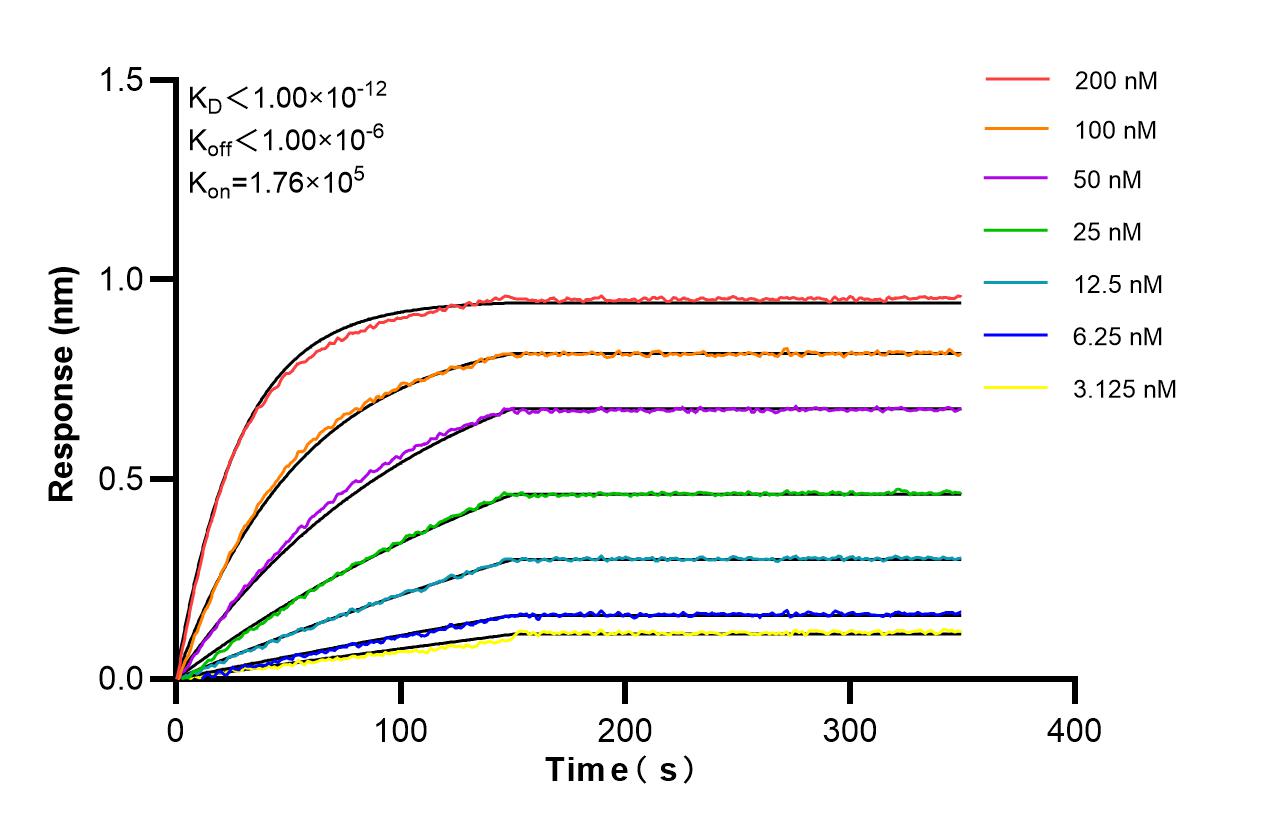 Affinity and Kinetic Characterization of 81802-2-RR Affinity and Kinetic Characterization of 81802-2-RR