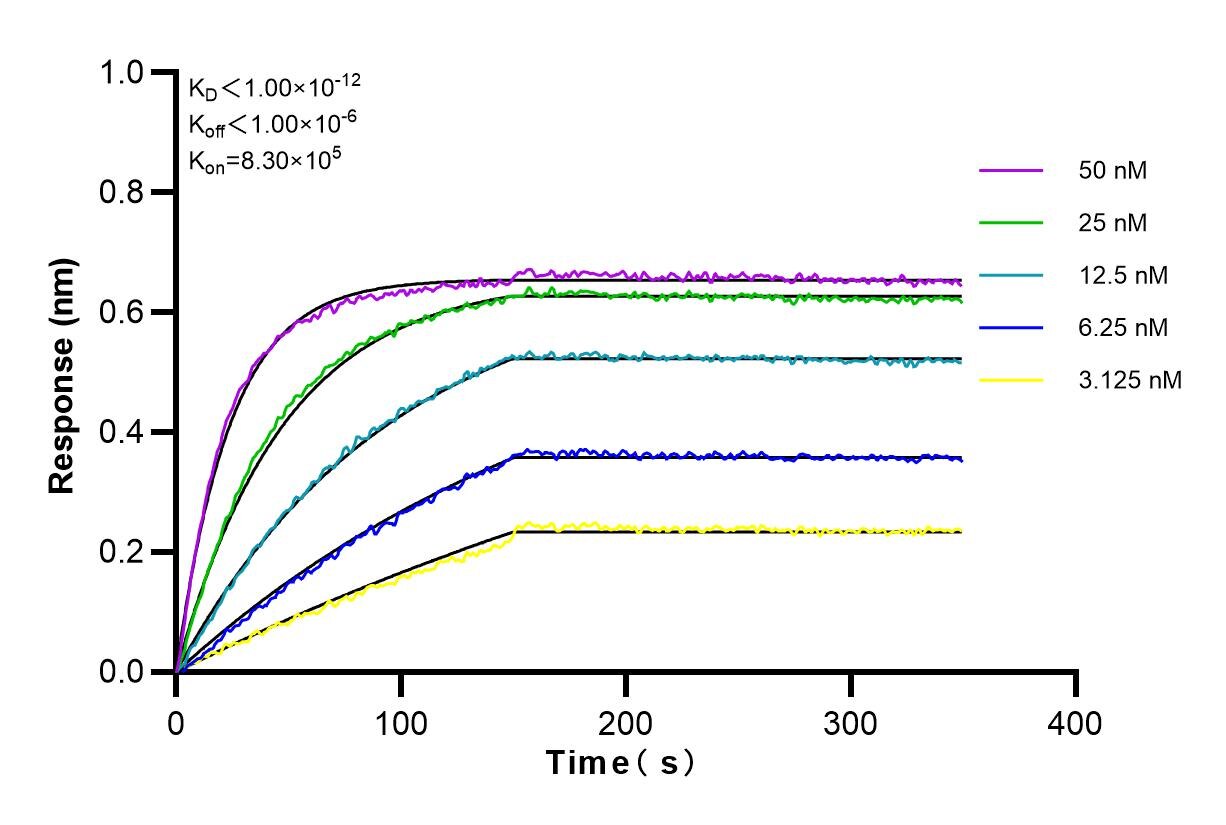 Affinity and Kinetic Characterization of 81822-2-RR