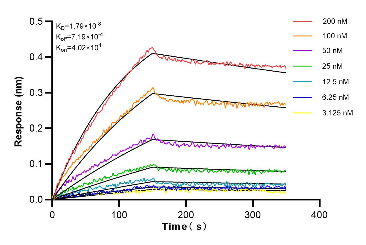 Affinity and Kinetic Characterization of 81837-1-PBS