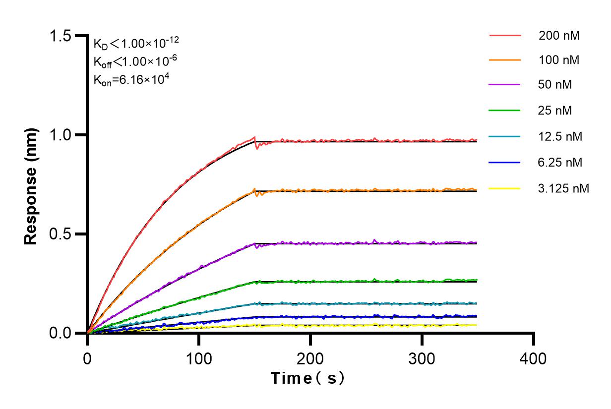 Affinity and Kinetic Characterization of 81986-1-RR