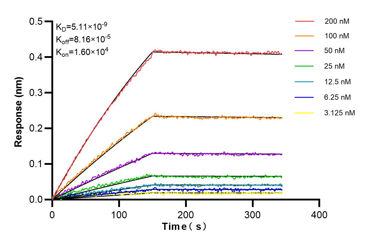 Affinity and Kinetic Characterization of 81987-4-RR