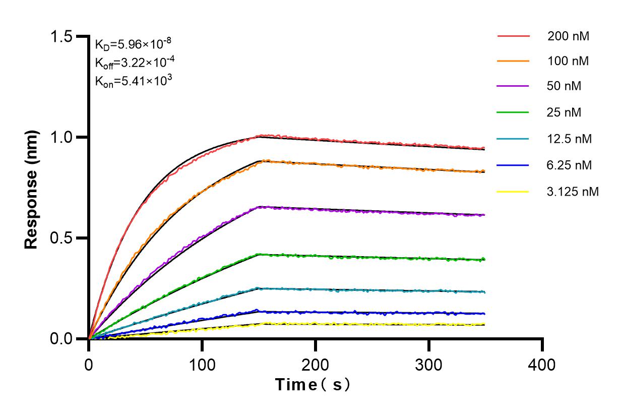 Affinity and Kinetic Characterization of 82080-4-RR