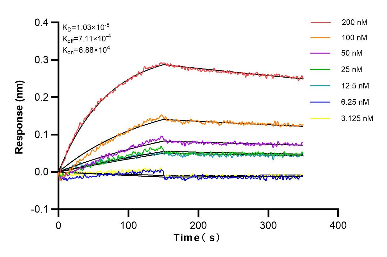 Affinity and Kinetic Characterization of 82491-1-RR