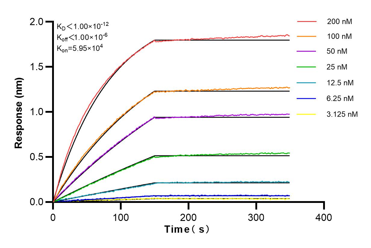 Affinity and Kinetic Characterization of 82585-1-RR