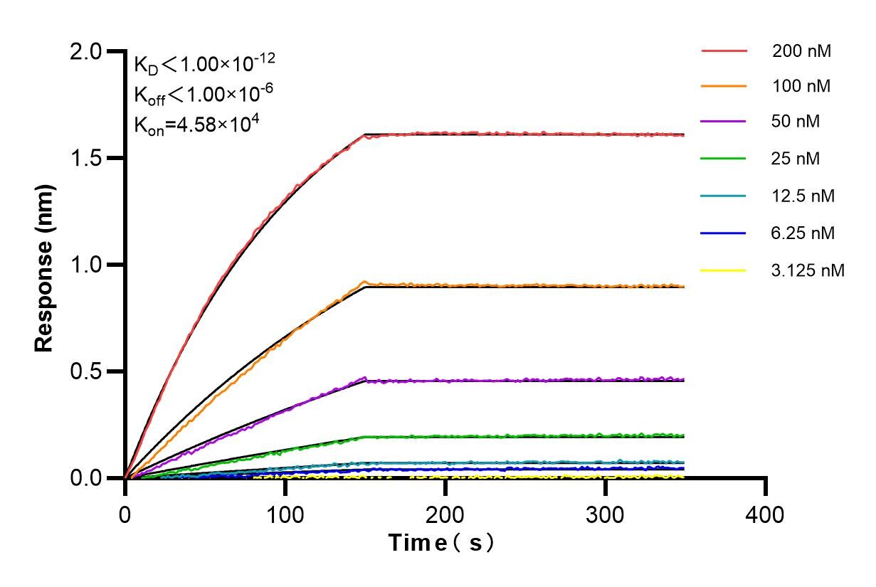 Affinity and Kinetic Characterization of 82688-1-RR