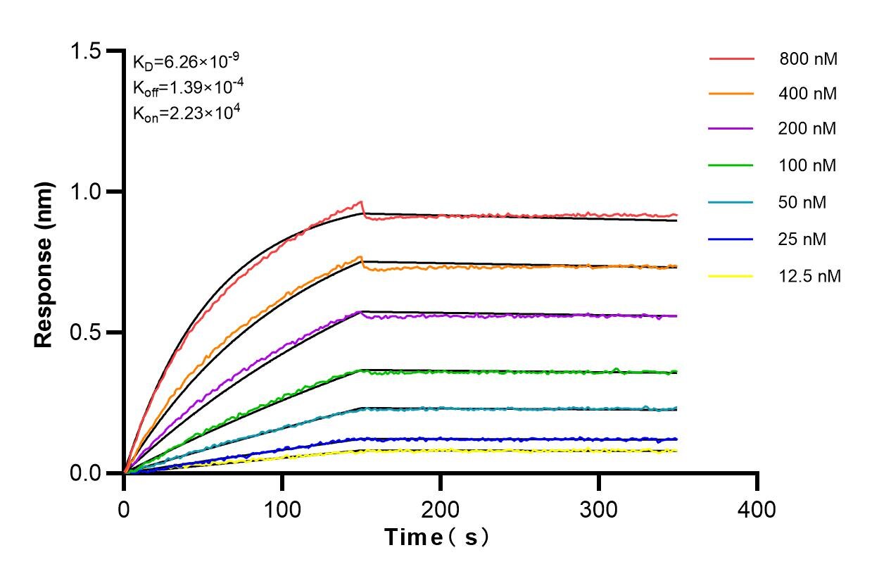 Affinity and Kinetic Characterization of 82693-1-RR