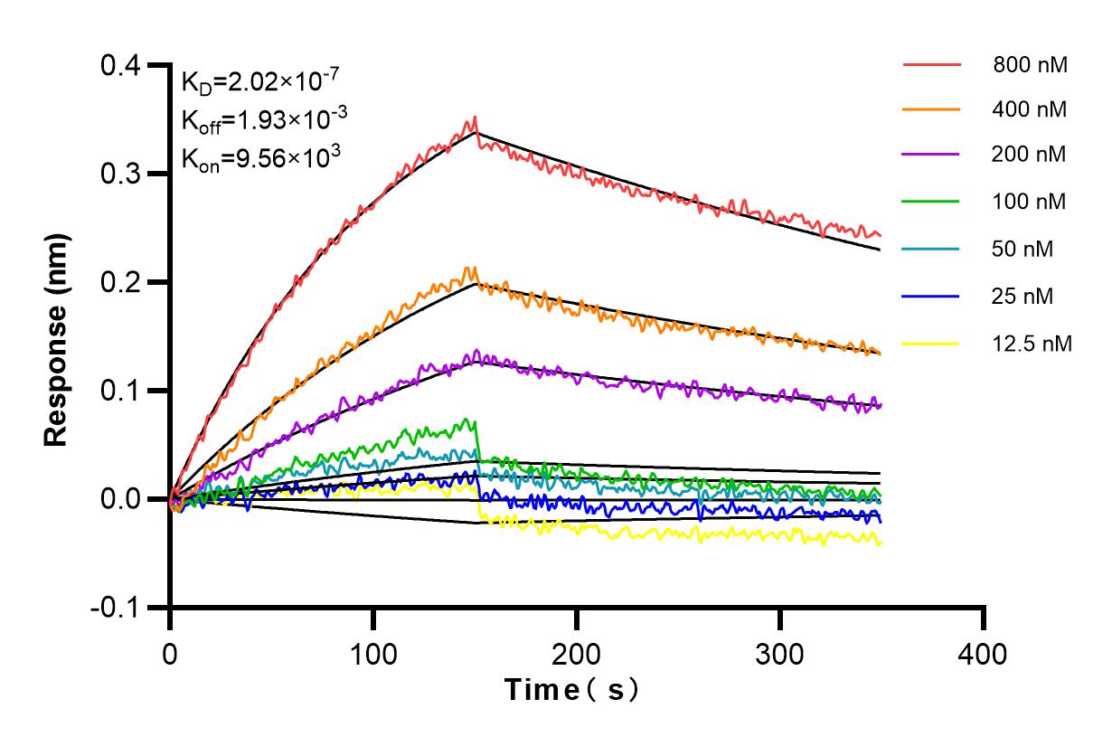 Affinity and Kinetic Characterization of 82696-6-RR