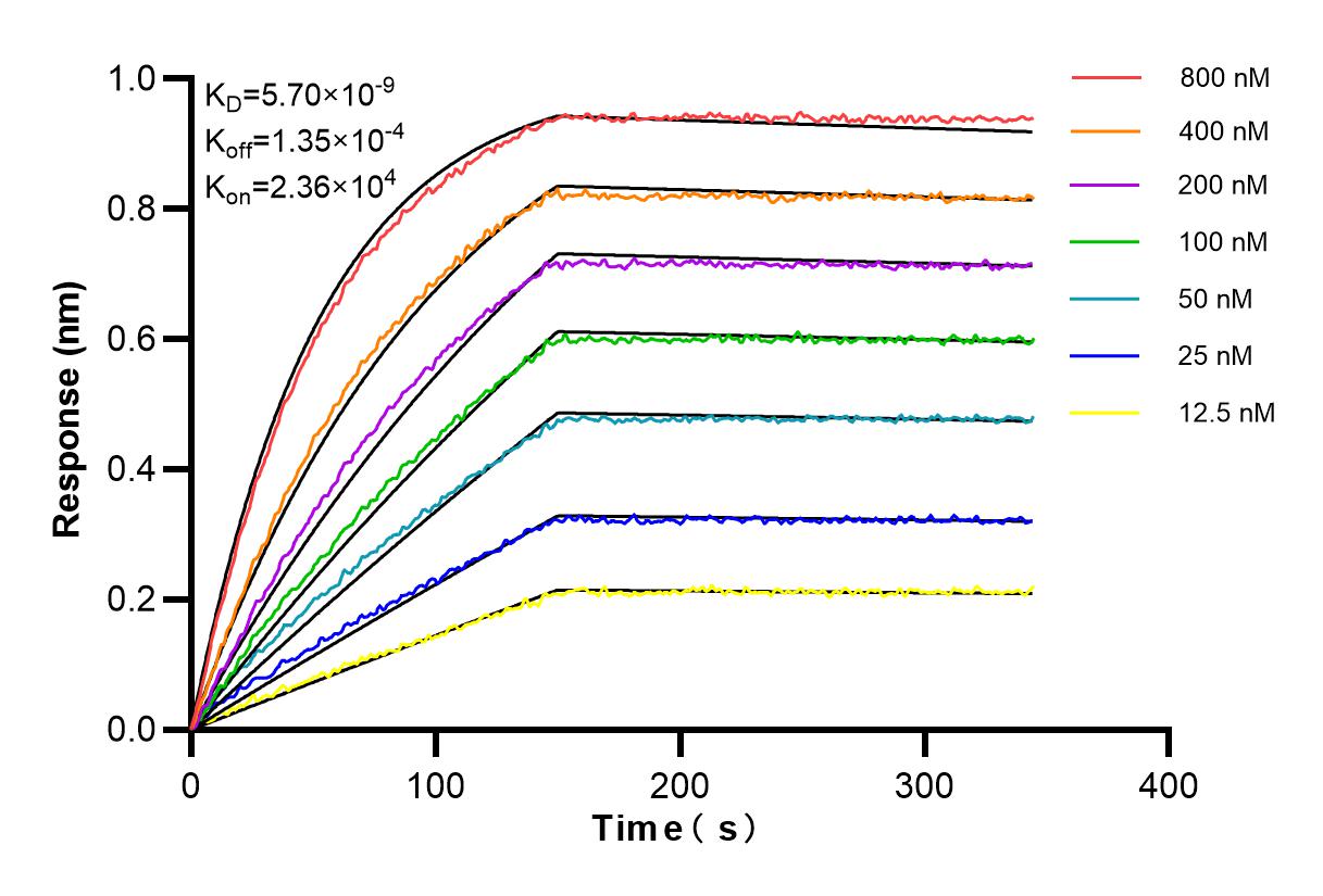 Affinity and Kinetic Characterization of 82701-3-RR
