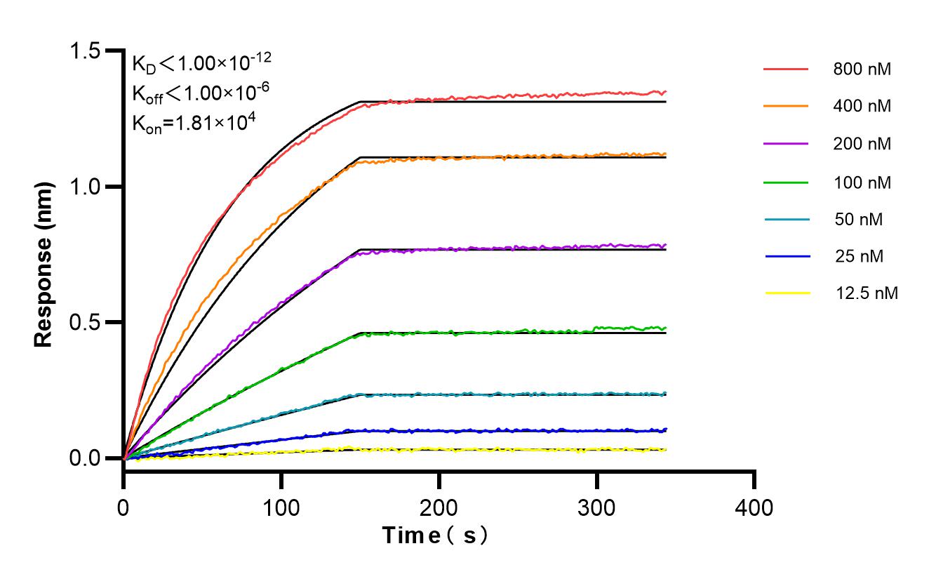 Affinity and Kinetic Characterization of 82755-3-RR
