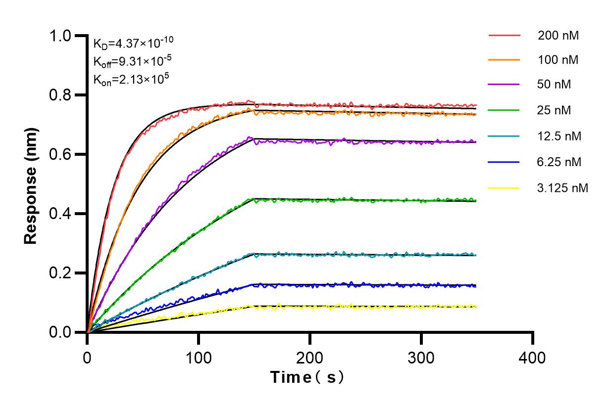 Affinity and Kinetic Characterization of 82765-1-RR