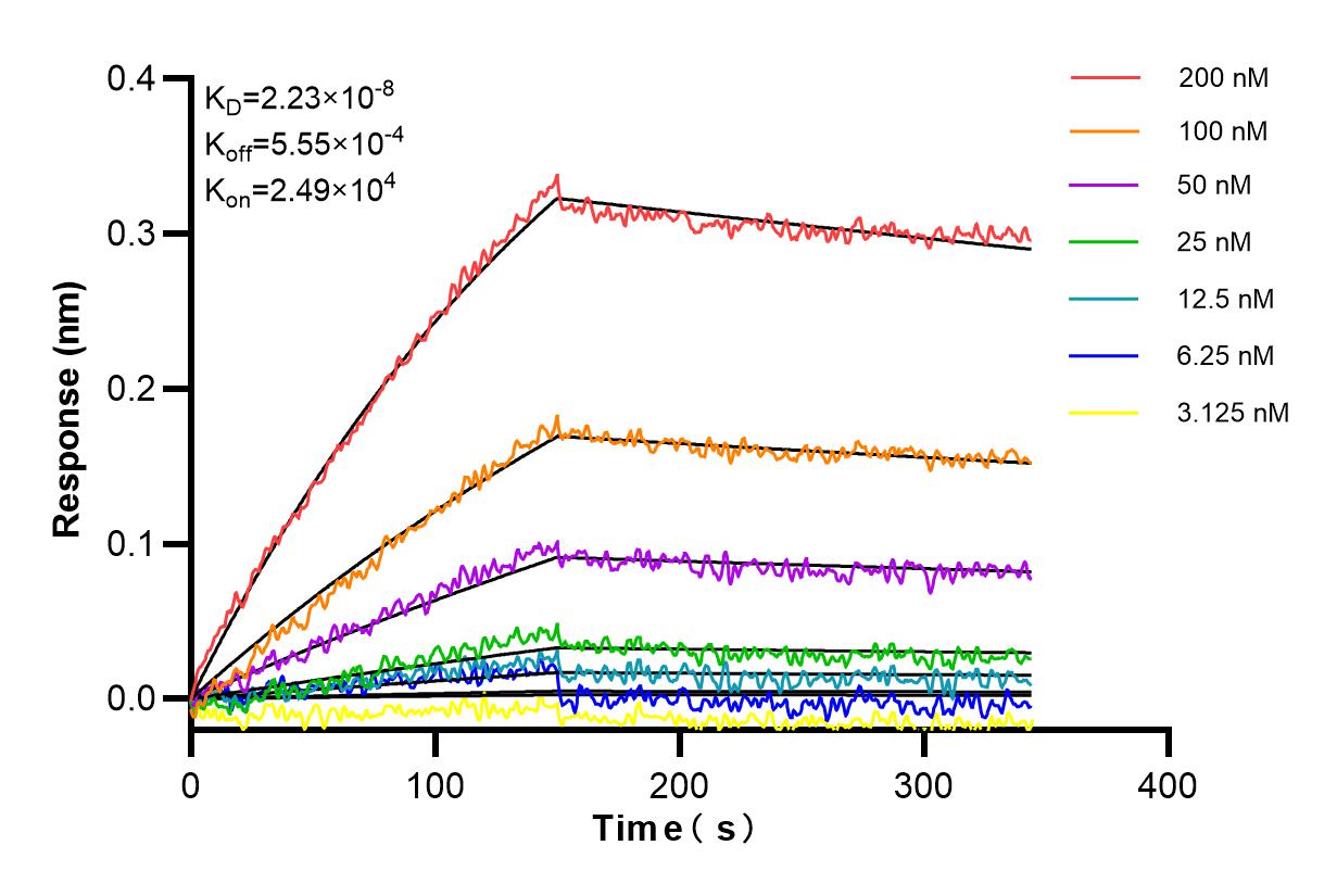 Affinity and Kinetic Characterization of 82787-2-RR