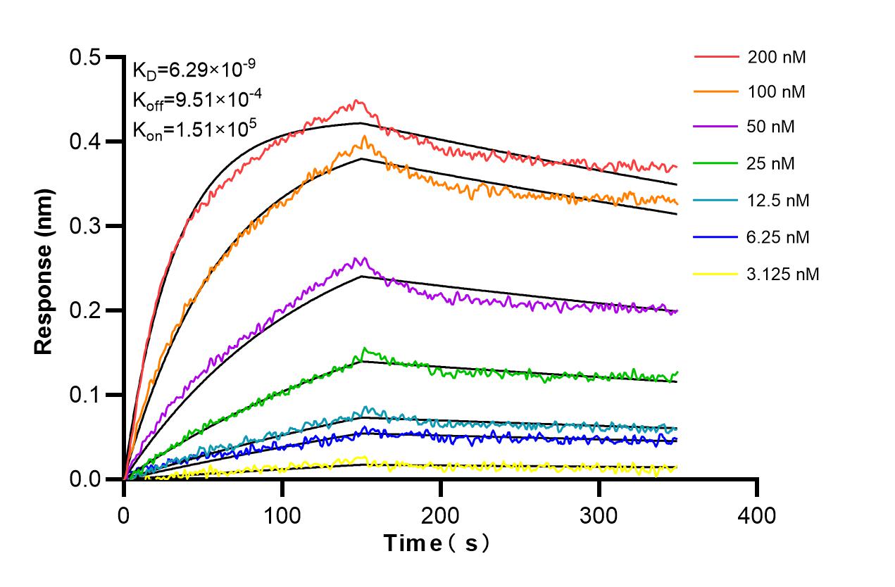 Affinity and Kinetic Characterization of 82787-3-RR