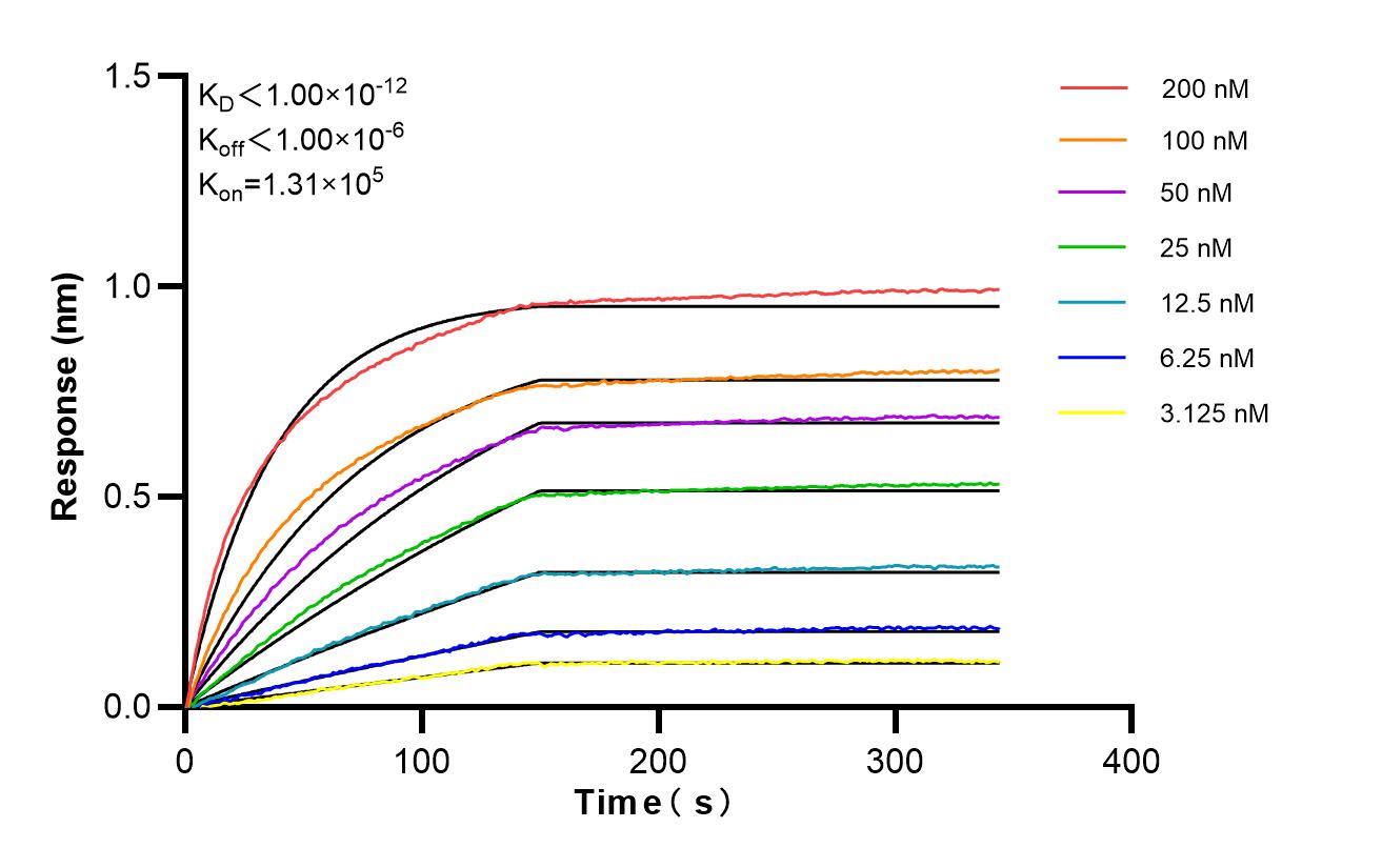 Affinity and Kinetic Characterization of 82812-11-RR Affinity and Kinetic Characterization of 82812-11-RR