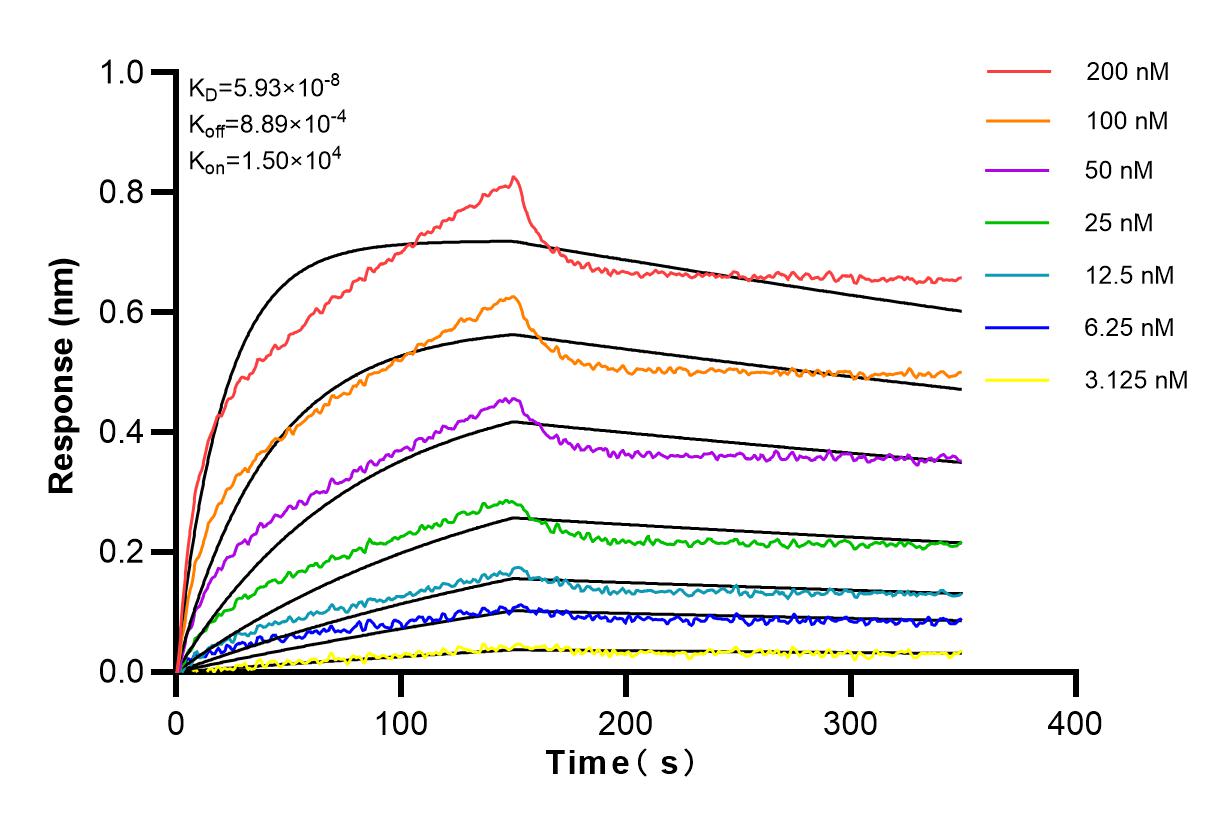 Affinity and Kinetic Characterization of 82850-1-RR Affinity and Kinetic Characterization of 82850-1-RR