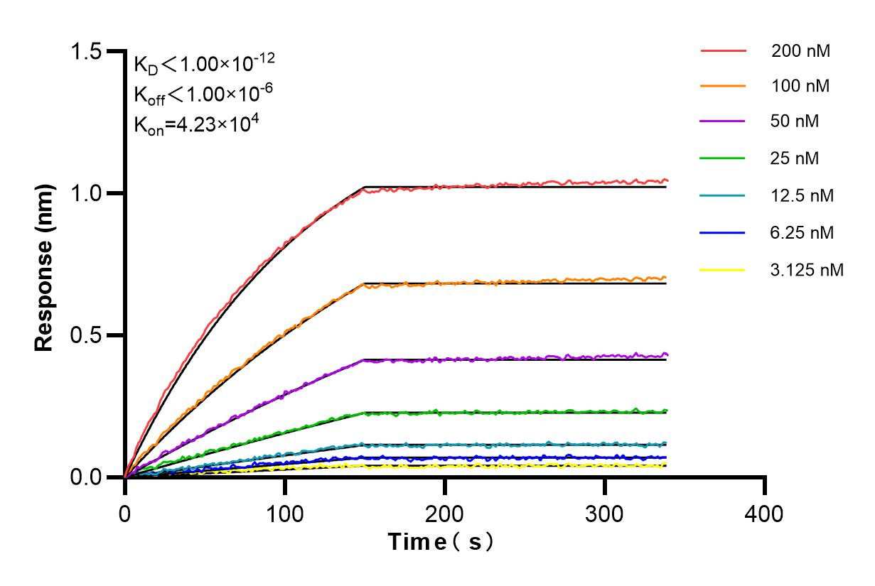 Affinity and Kinetic Characterization of 82852-3-RR