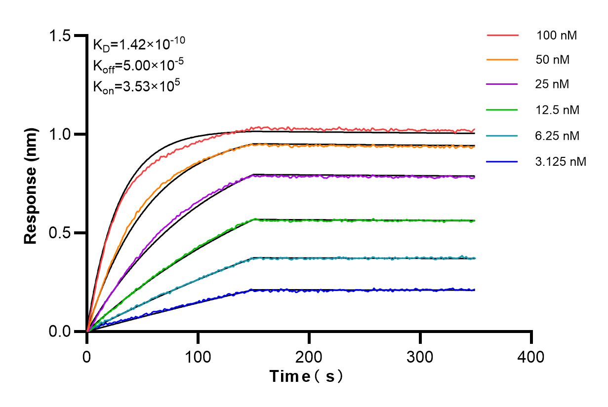 Affinity and Kinetic Characterization of 82854-1-RR
