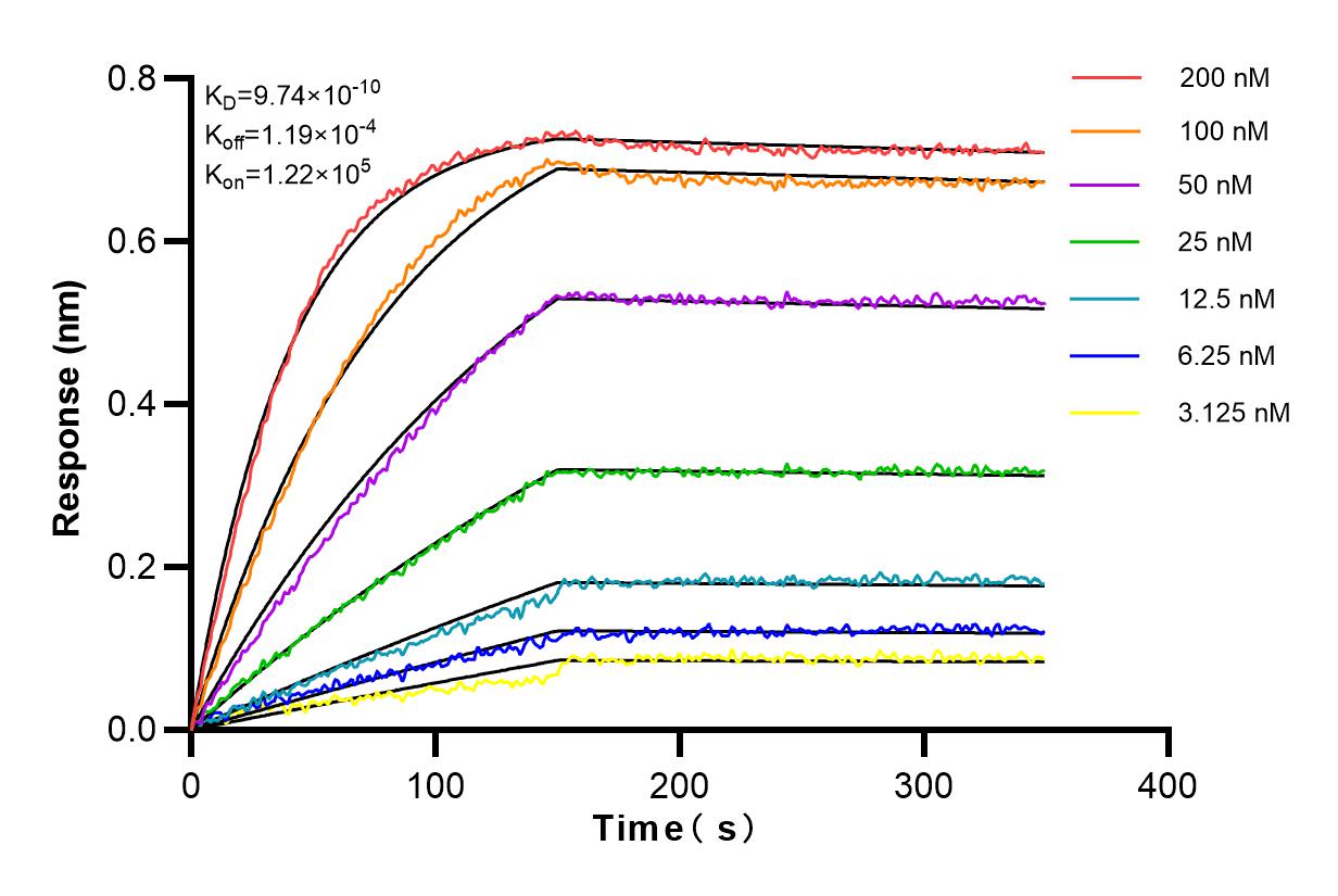 Affinity and Kinetic Characterization of 82860-1-RR