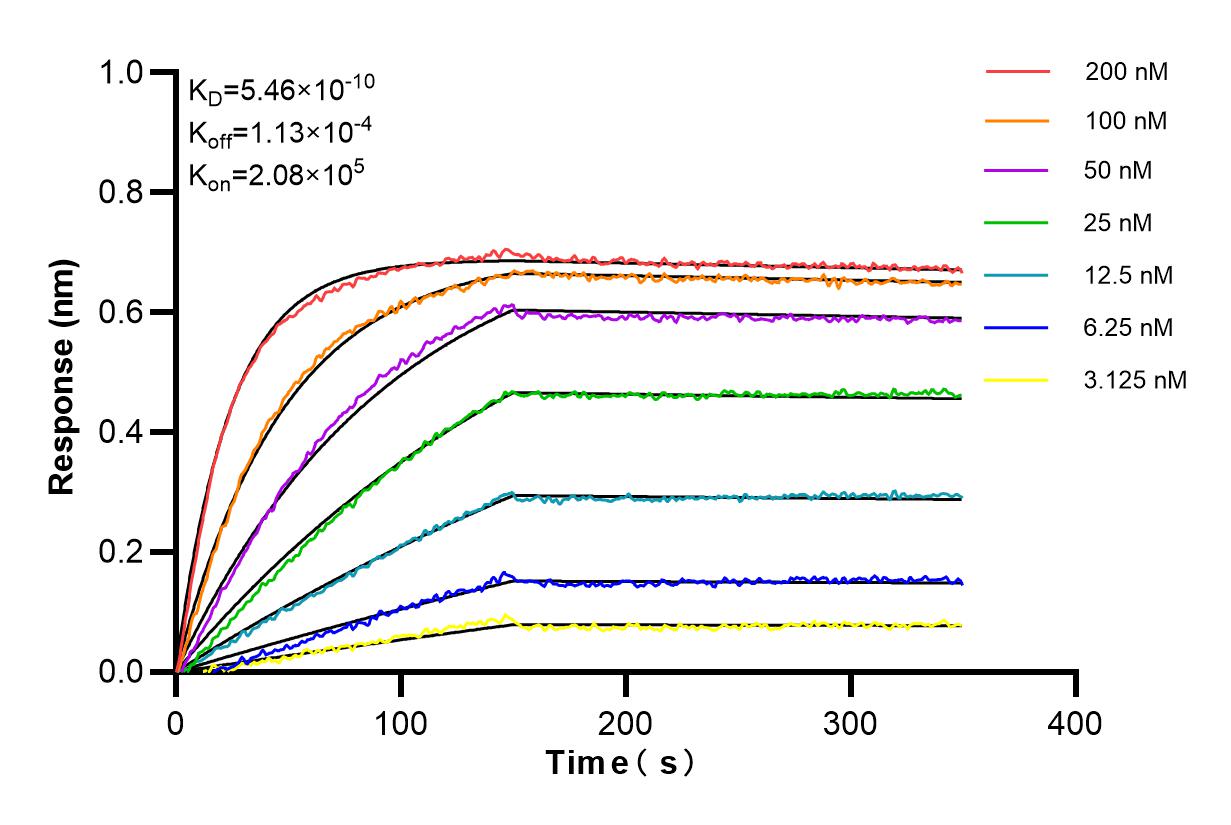 Affinity and Kinetic Characterization of 82876-1-RR