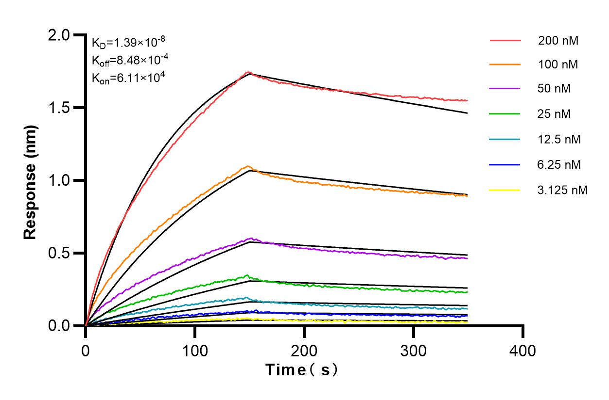 Affinity and Kinetic Characterization of 82877-2-RR