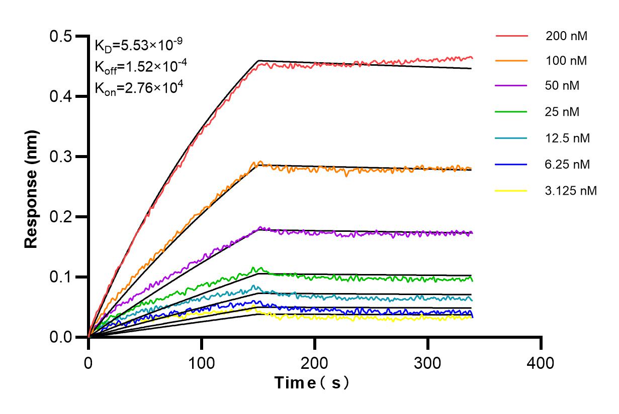 Affinity and Kinetic Characterization of 82879-1-RR