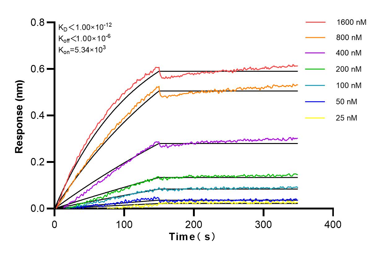 Affinity and Kinetic Characterization of 82880-1-RR