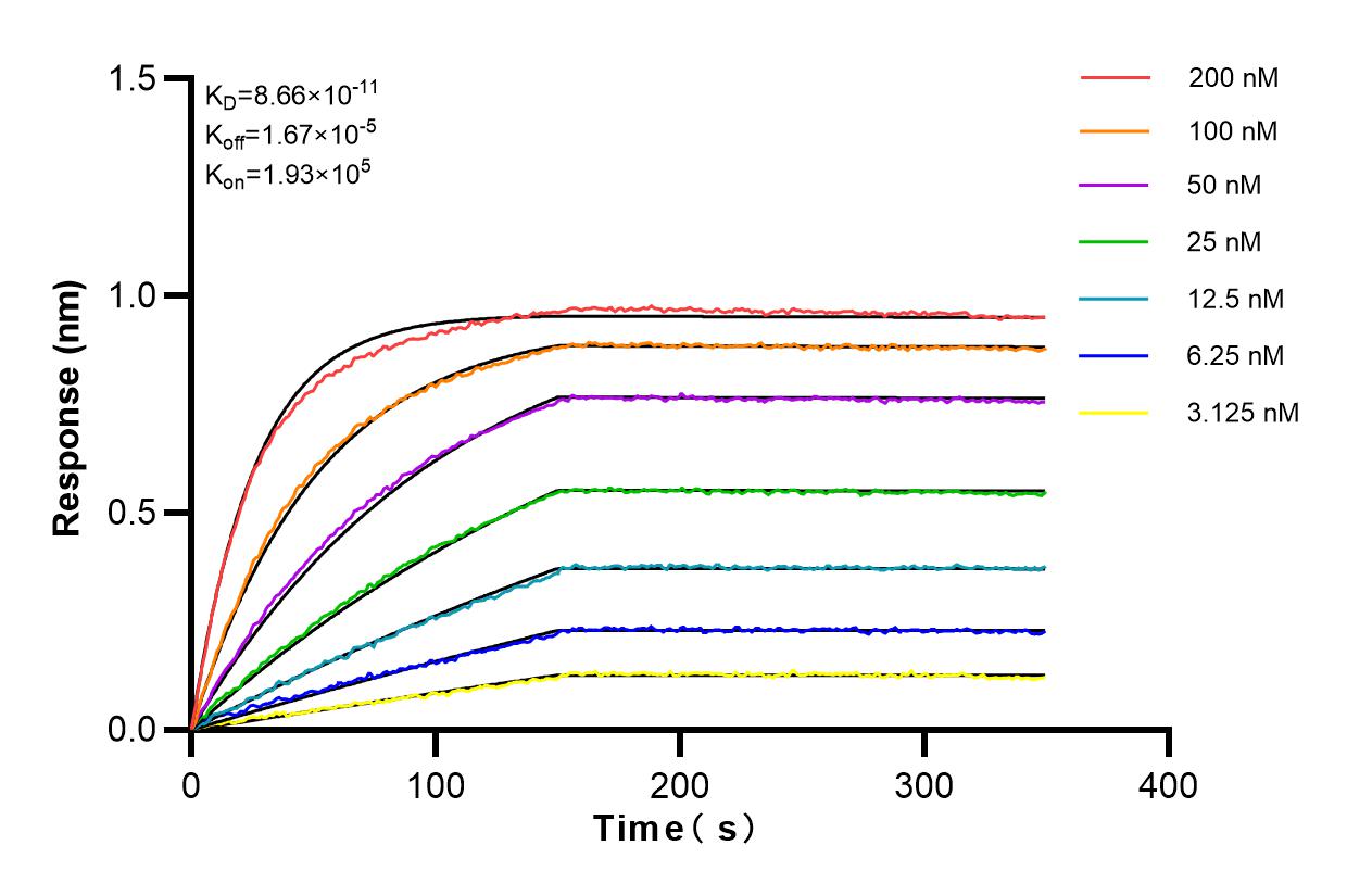 Affinity and Kinetic Characterization of 82895-1-RR