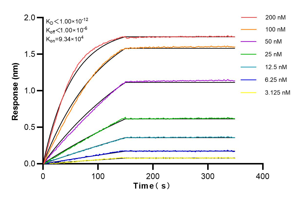 Affinity and Kinetic Characterization of 82897-1-RR