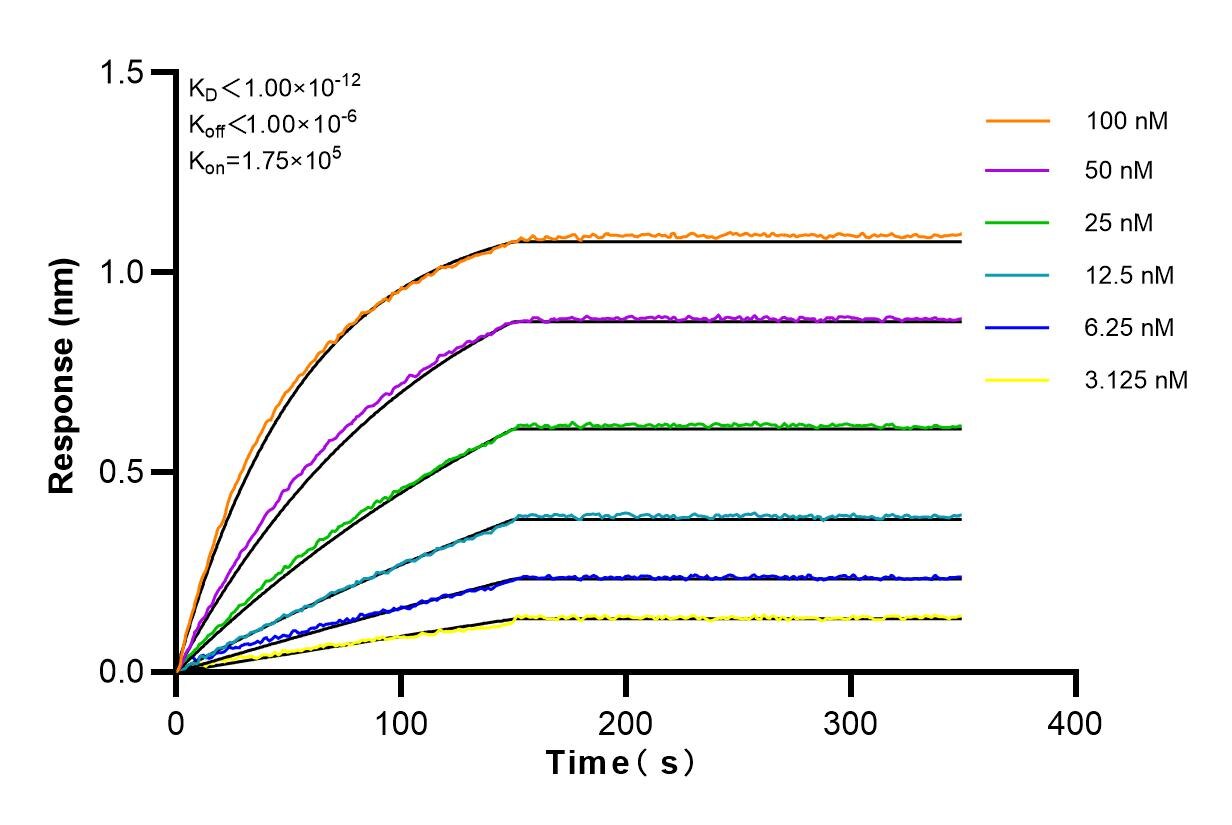 Affinity and Kinetic Characterization of 82899-1-RR