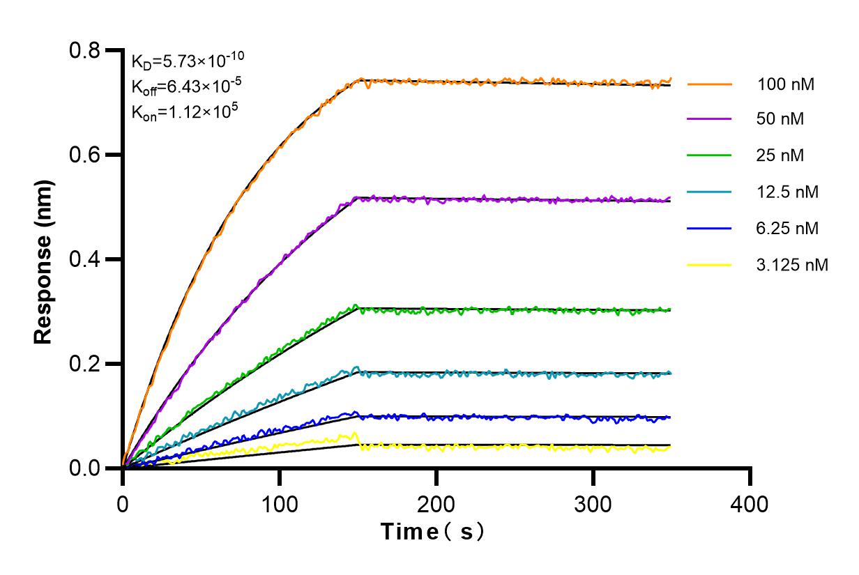 Affinity and Kinetic Characterization of 82904-1-RR
