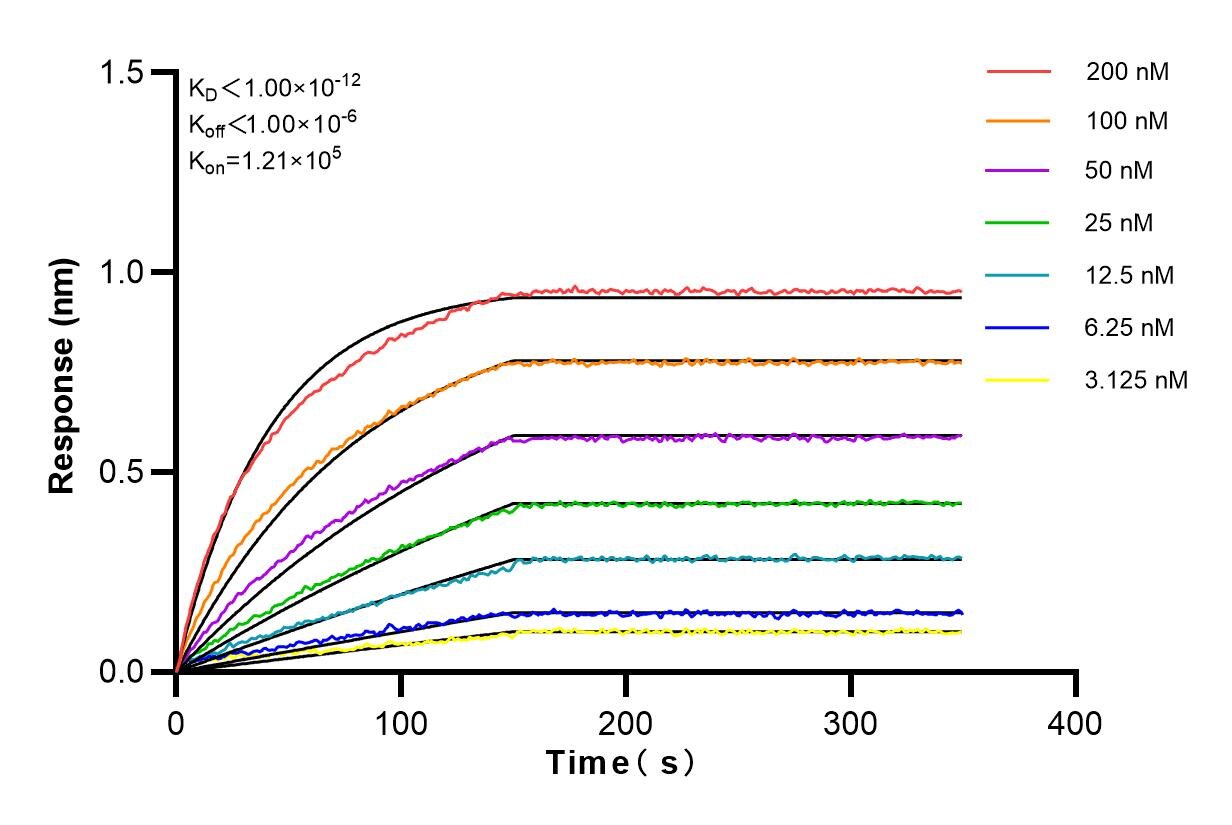 Affinity and Kinetic Characterization of 82912-1-RR