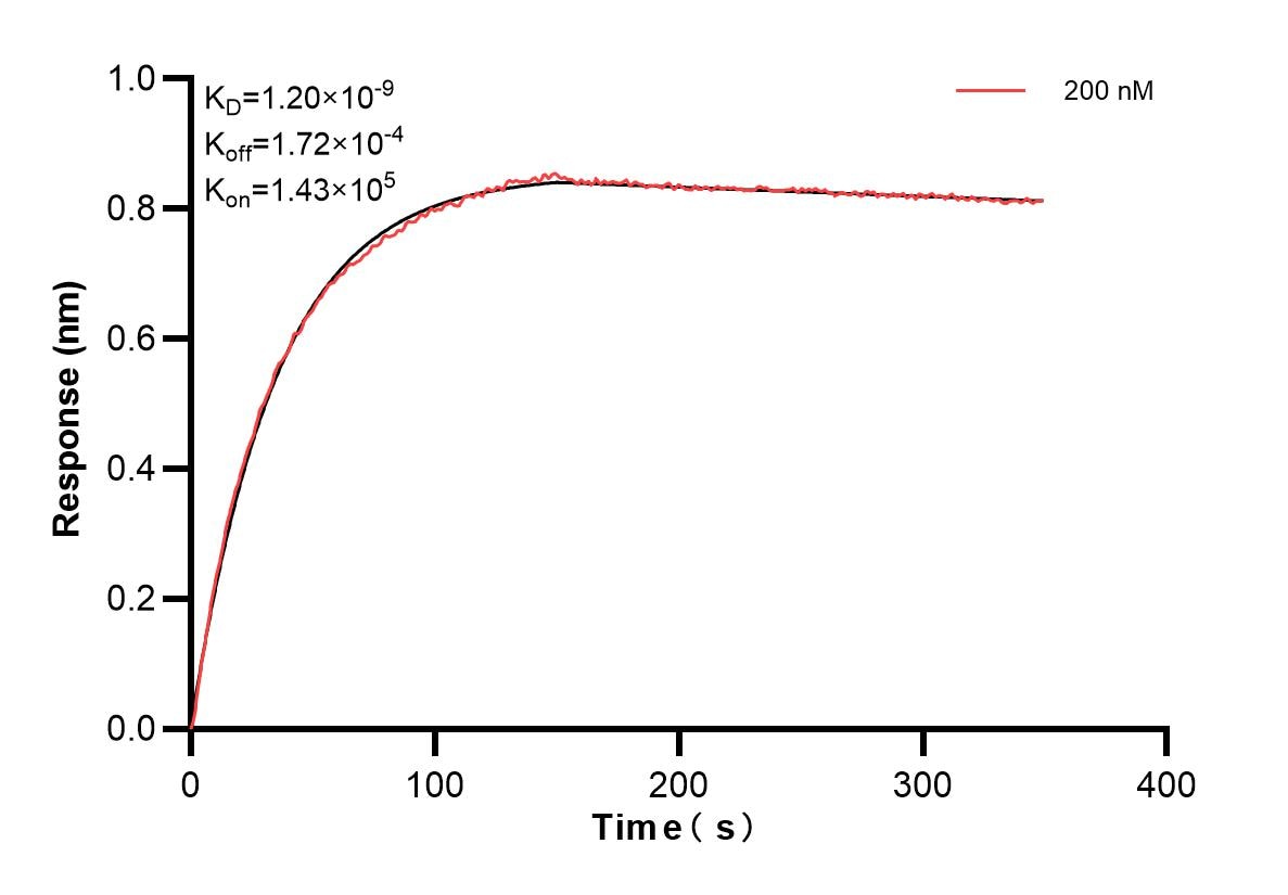 Affinity and Kinetic Characterization of 82913-1-PBS