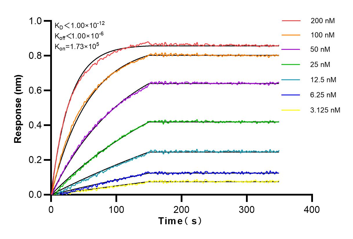 Affinity and Kinetic Characterization of 82913-1-RR