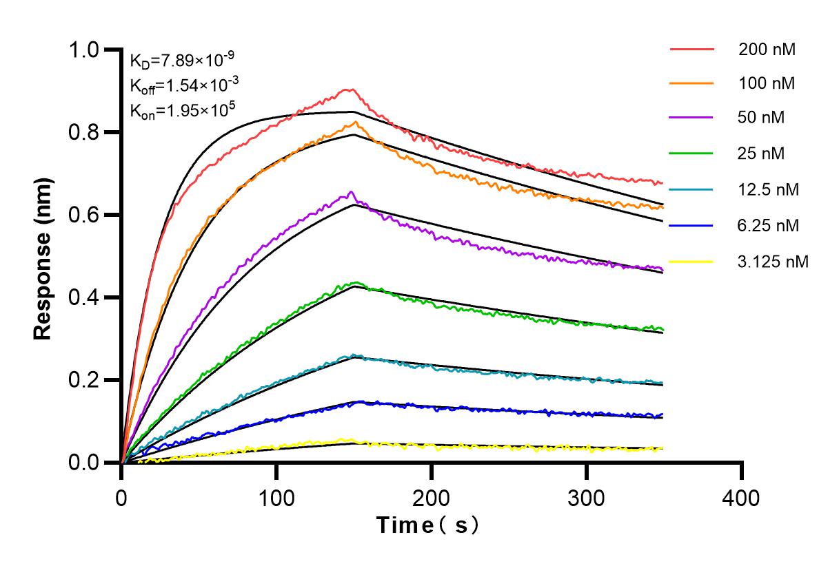 Affinity and Kinetic Characterization of 82913-2-RR