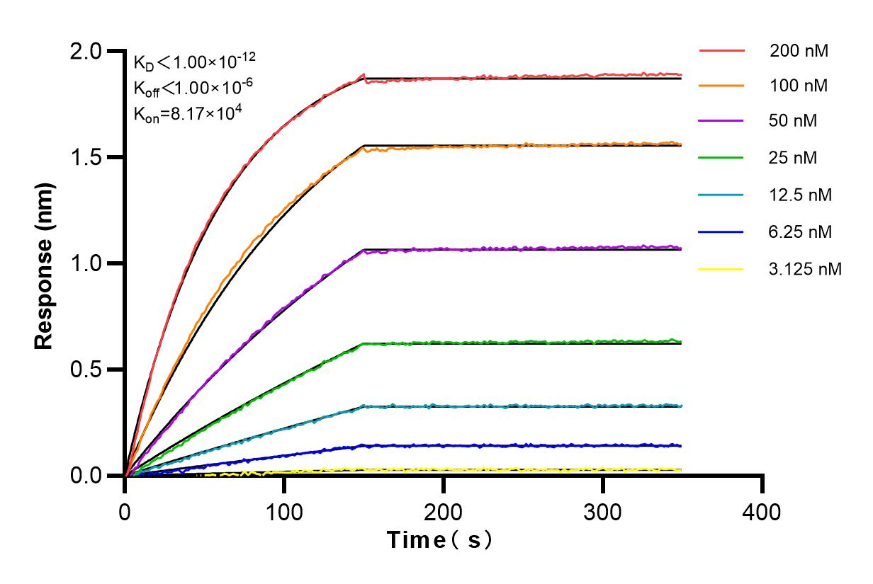 Affinity and Kinetic Characterization of 82924-2-RR