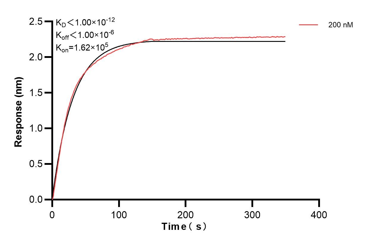 Biolayer interferometry (BLl) kinetic assay of 82924-7-PBS against Human NFX1 was performed. The affinity constant is below 1 pM. Affinity and Kinetic Characterization of 82924-7-PBS