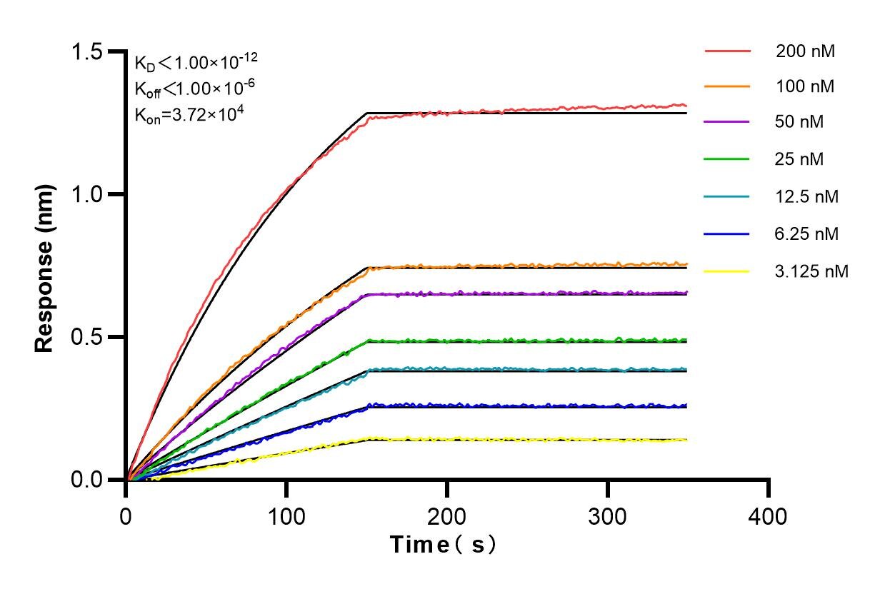 Affinity and Kinetic Characterization of 82928-2-RR