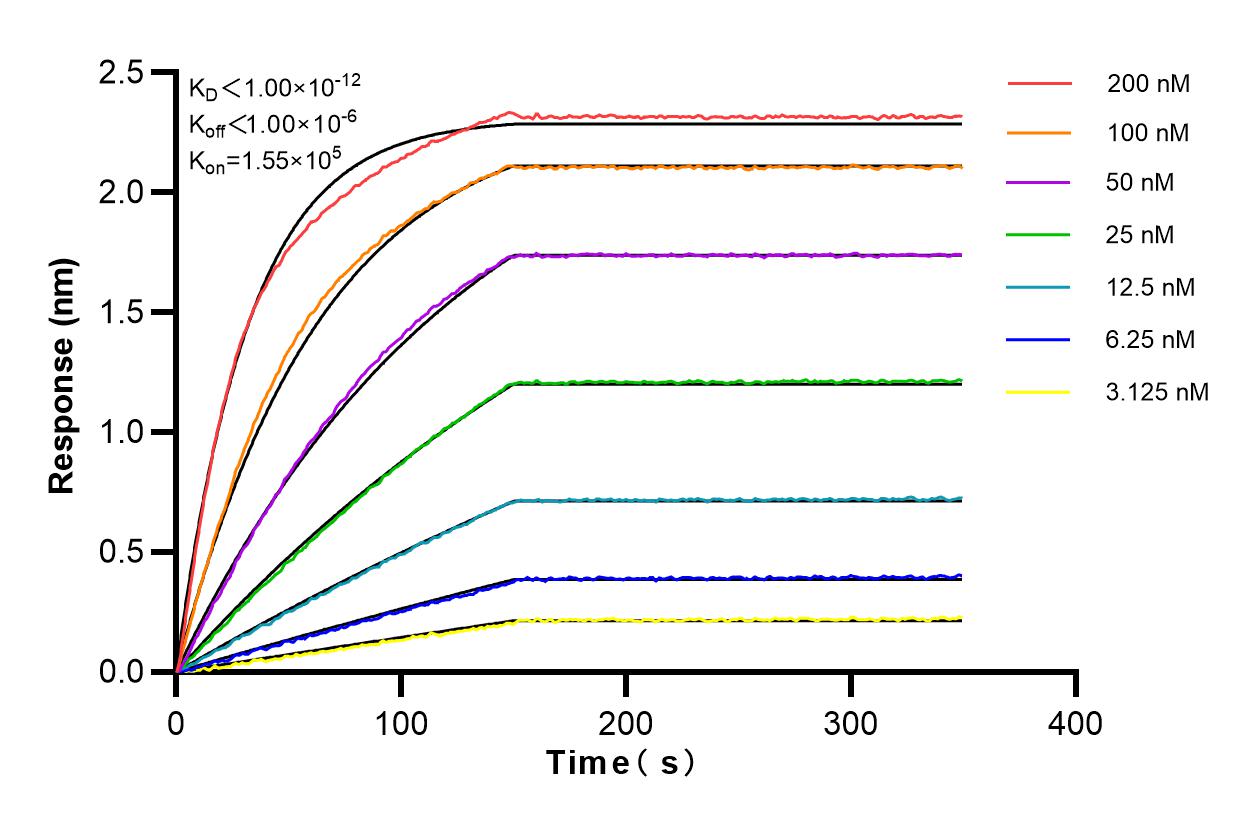 Affinity and Kinetic Characterization of 82936-8-RR