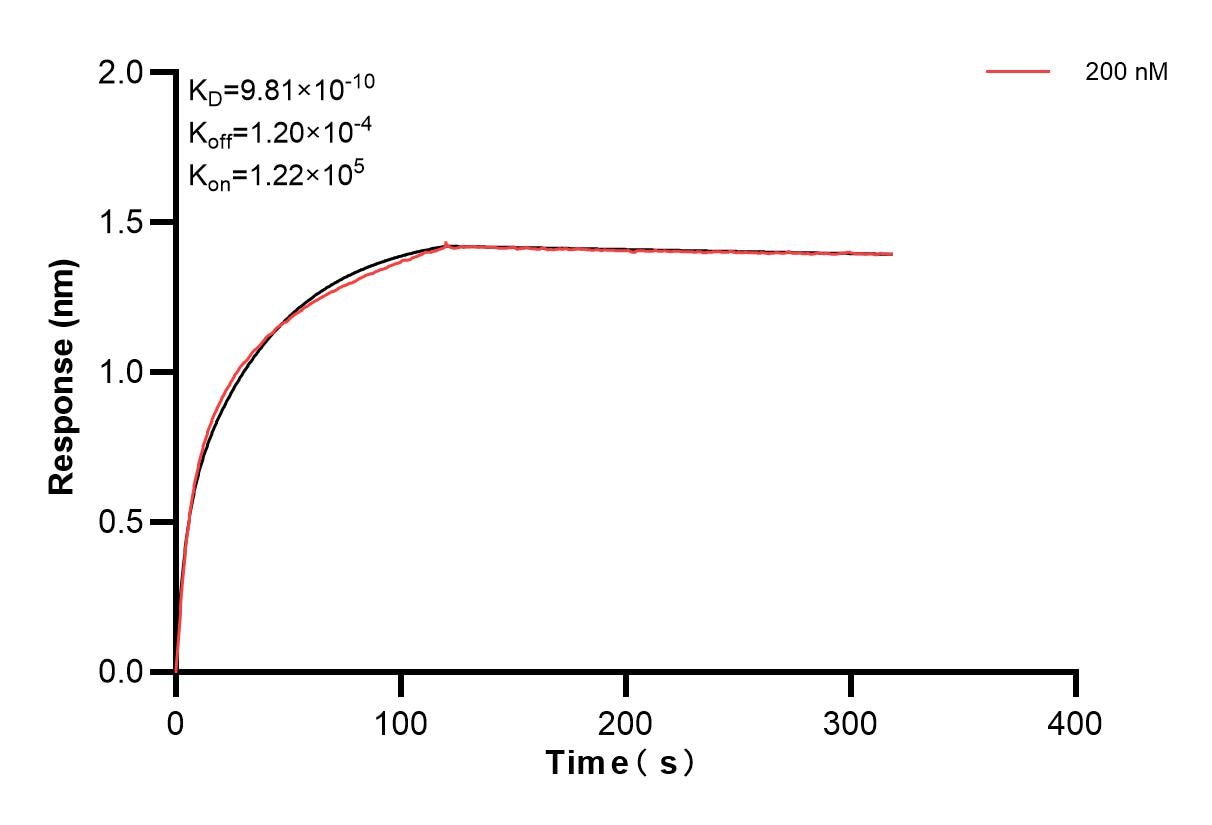 Affinity and Kinetic Characterization of 82939-3-PBS