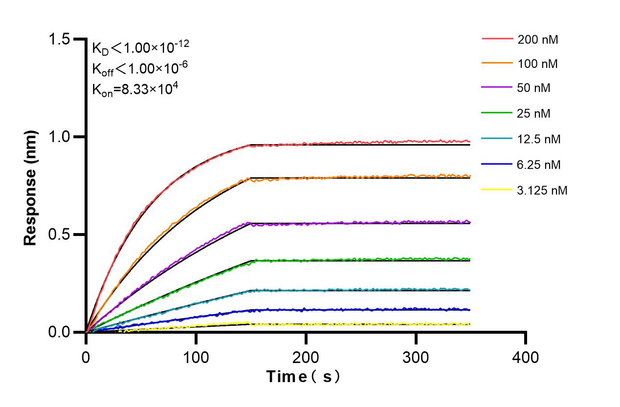 Affinity and Kinetic Characterization of 82955-2-RR