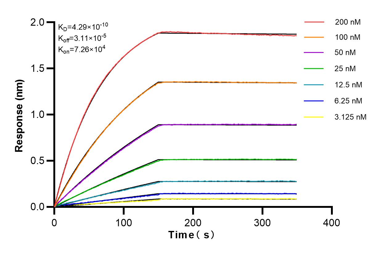 Affinity and Kinetic Characterization of 82959-1-RR