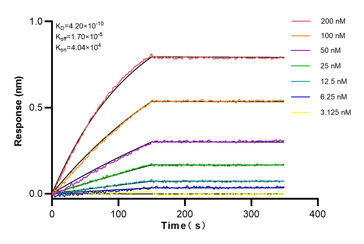 Affinity and Kinetic Characterization of 82967-1-RR