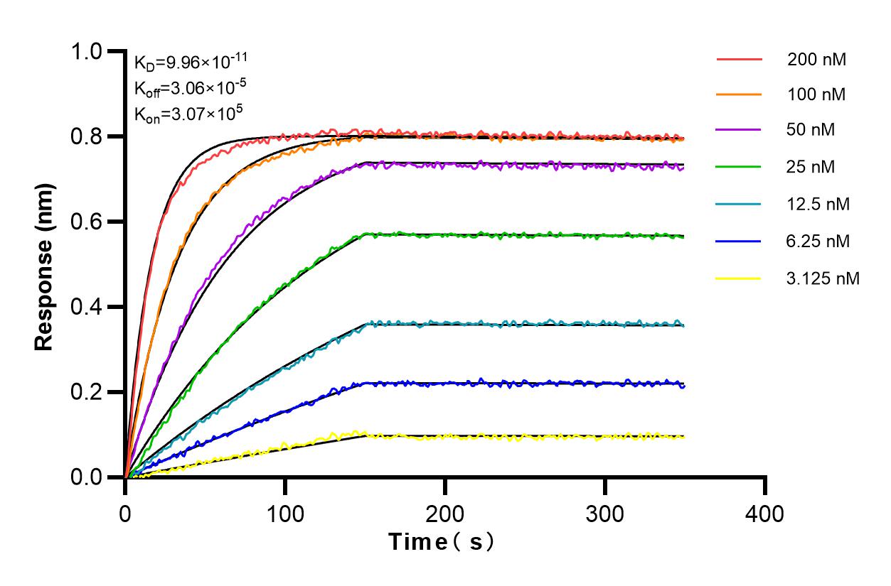 Affinity and Kinetic Characterization of 82971-1-RR