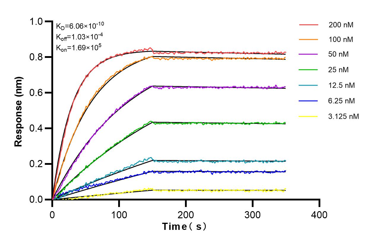 Affinity and Kinetic Characterization of 82979-1-RR