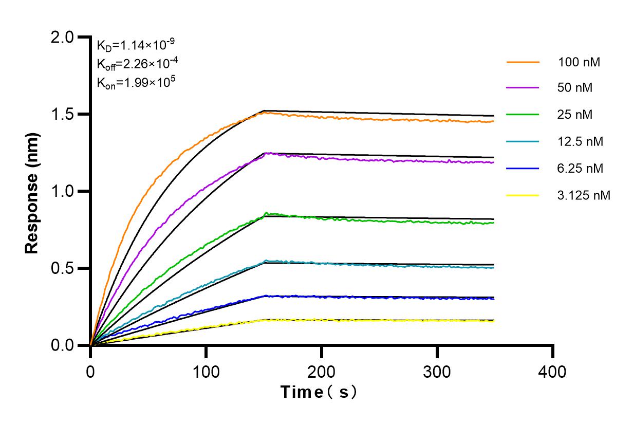 Affinity and Kinetic Characterization of 82979-6-RR
