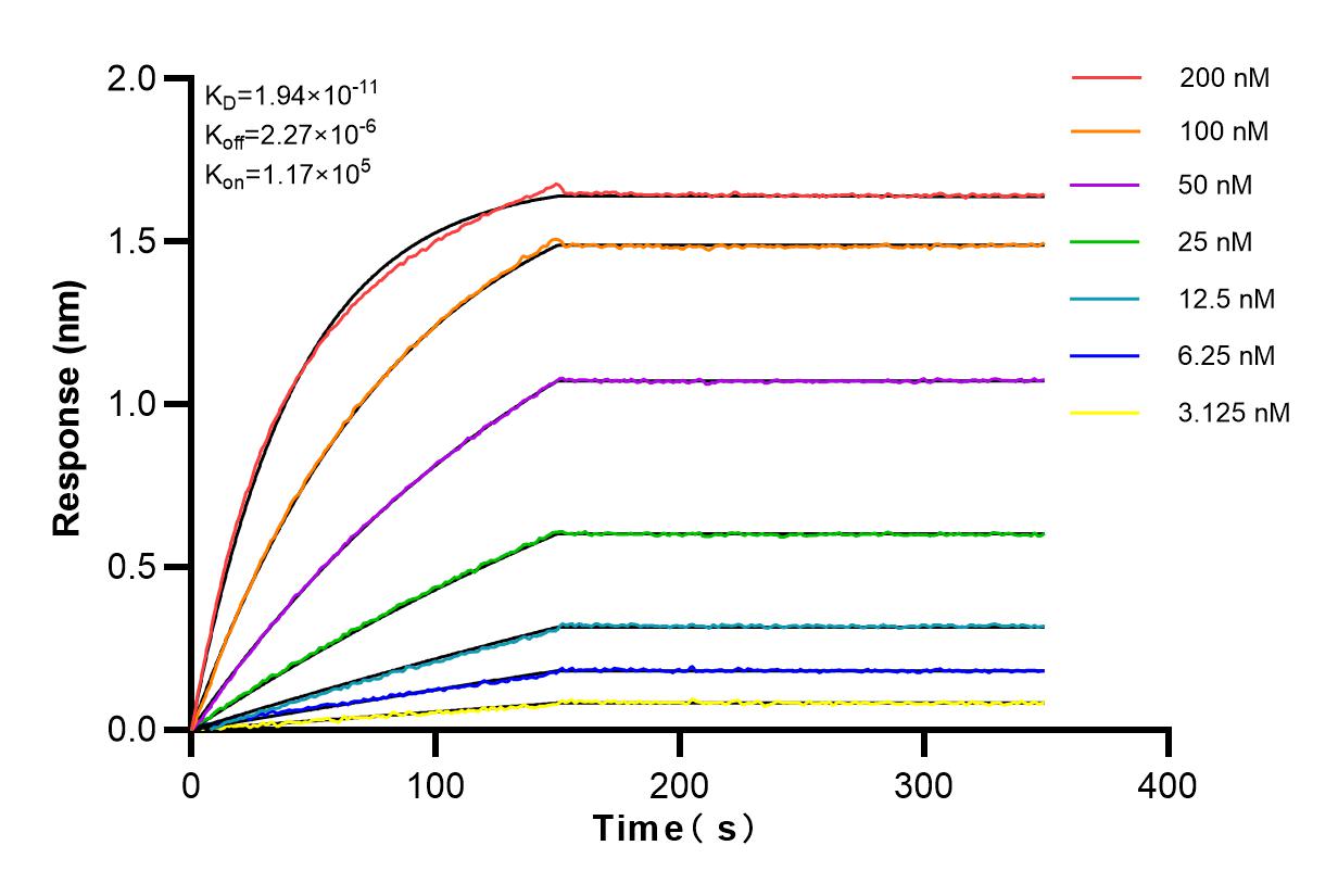 Affinity and Kinetic Characterization of 82985-1-RR