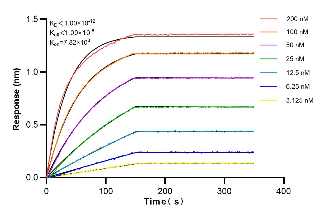 Affinity and Kinetic Characterization of 82989-4-RR