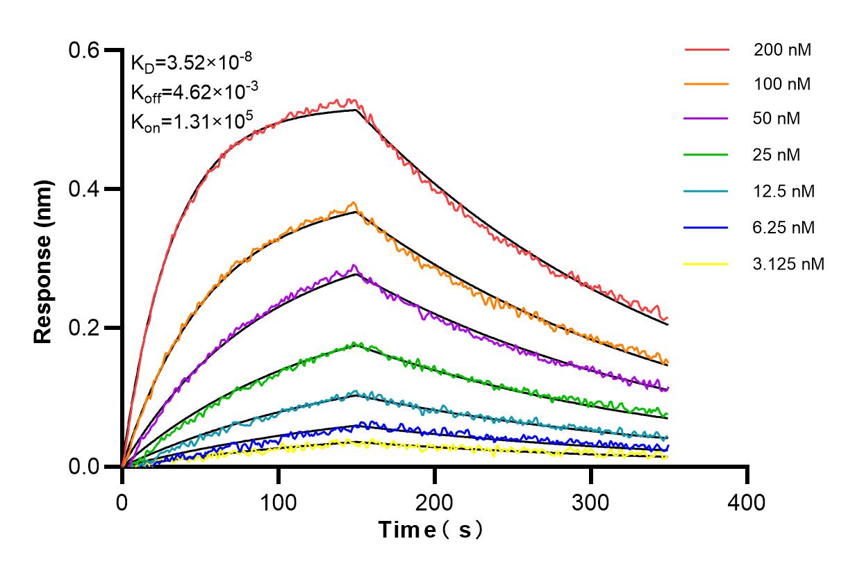 Affinity and Kinetic Characterization of 82991-1-PBS