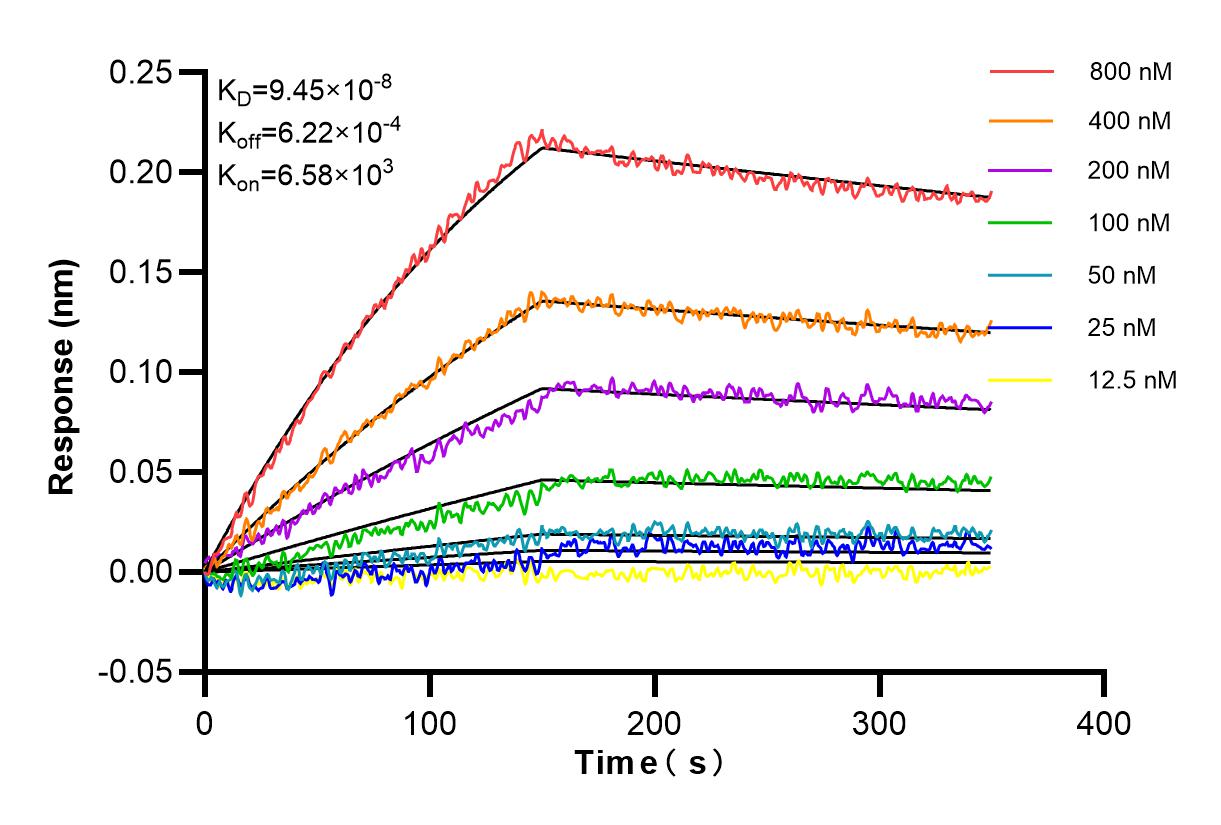 Affinity and Kinetic Characterization of 83008-7-RR
